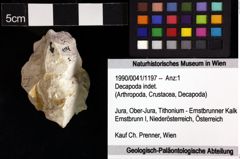 Foto (Objket + Etiketten) von Decapoda indet. 